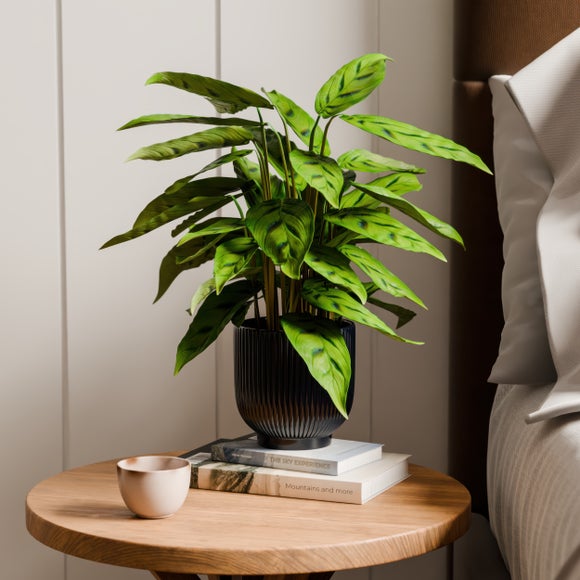 Click to view product details and reviews for Calathea Leopardina House Plant In Ribbed Ceramic Pot.