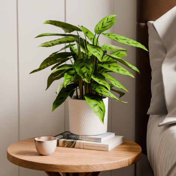 Calathea Leopardina House Plant in Capri Pot