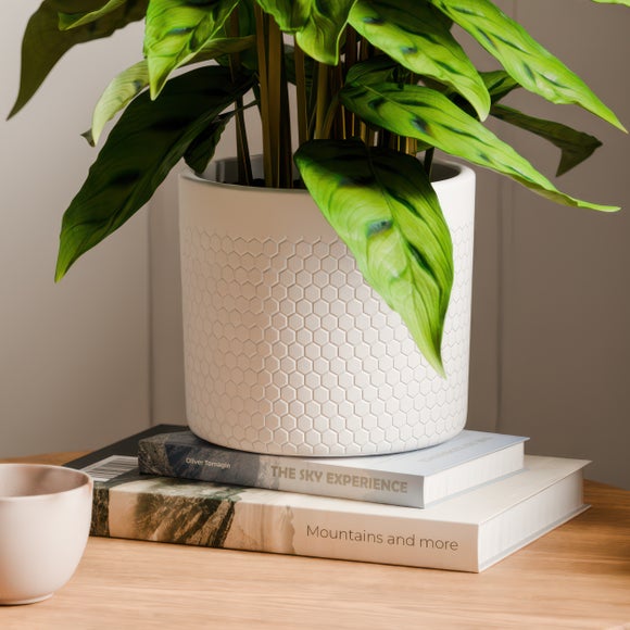 Calathea Leopardina House Plant in Capri Pot