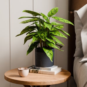 Calathea Leopardina House Plant In Capri Pot