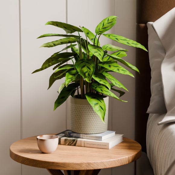 Click to view product details and reviews for Calathea Leopardina House Plant In Capri Pot.