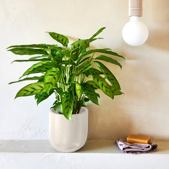Calathea Leopardina House Plant in Earthenware Pot