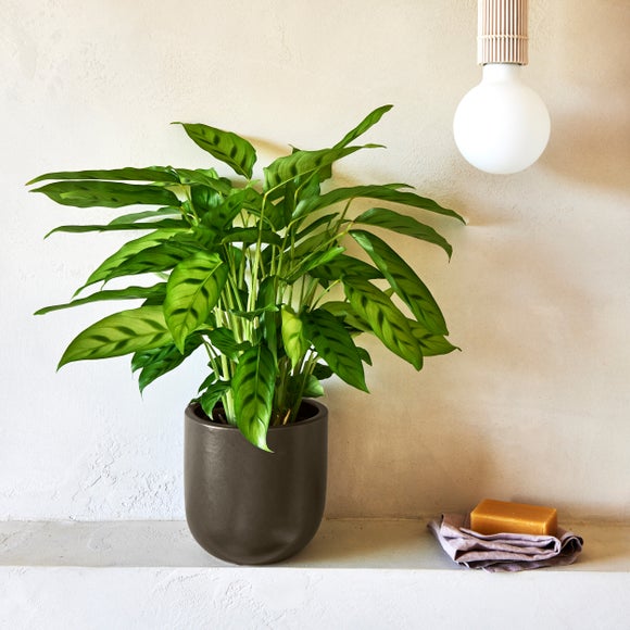 Photo 1 of Calathea Leopardina House Plant In Earthenware Pot