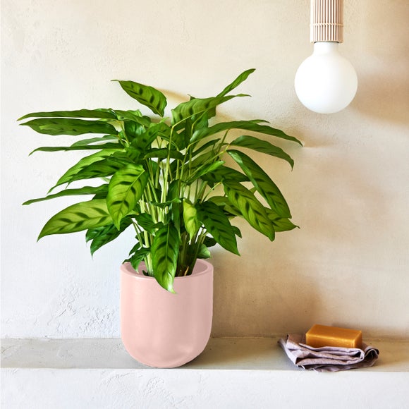 Calathea Leopardina House Plant in Earthenware Pot
