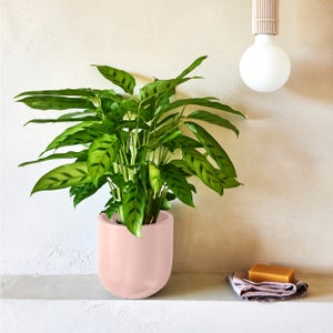 Calathea Leopardina House Plant In Earthenware Pot