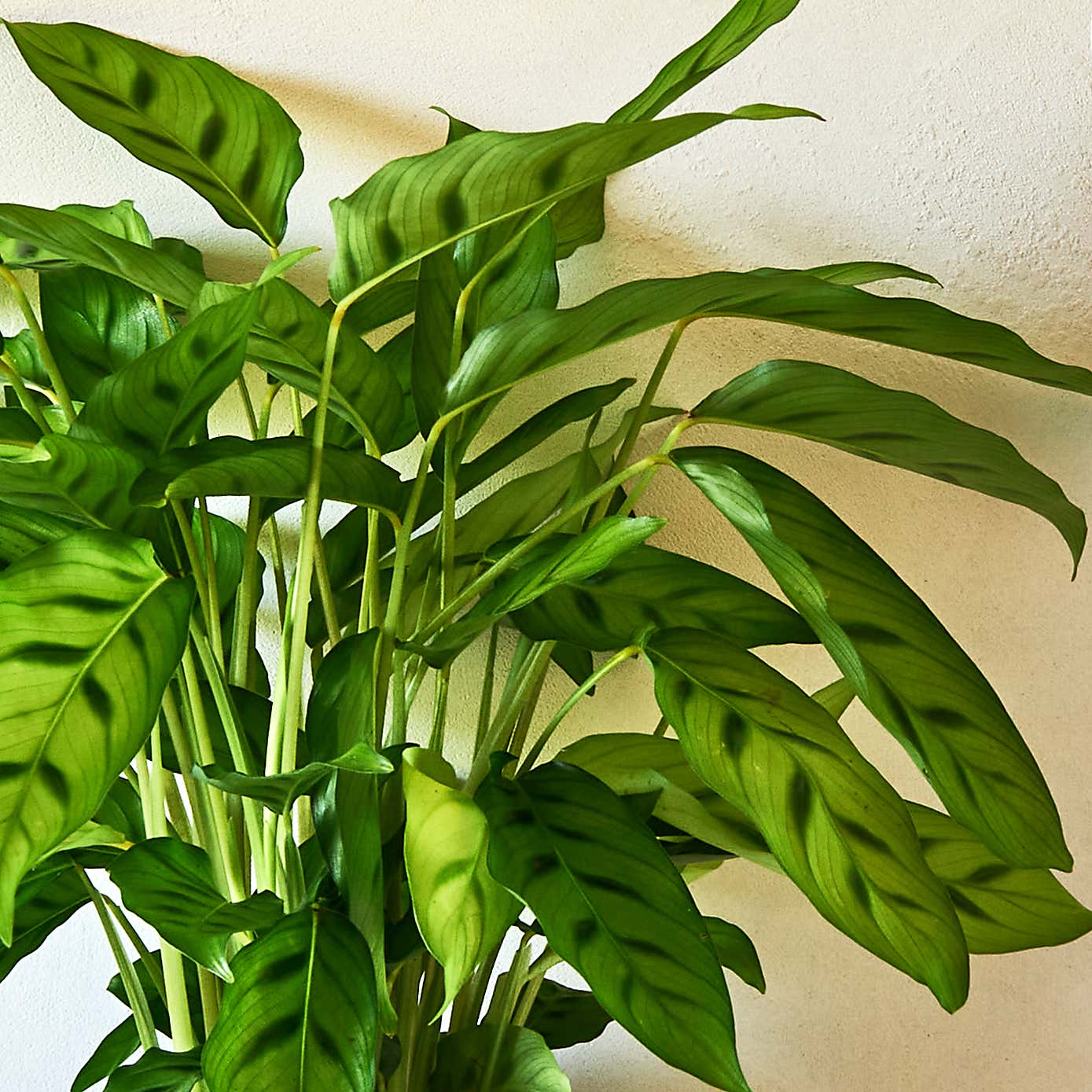 Carousel zoom image position 2 of 4