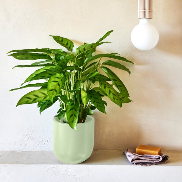 Calathea Leopardina House Plant In Earthenware Pot