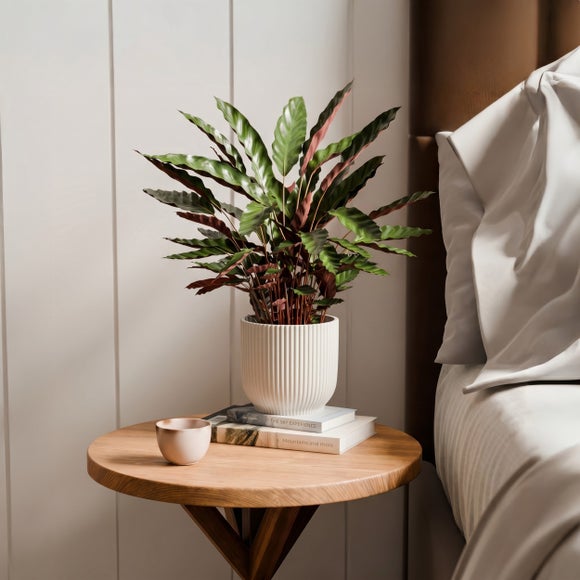 Calathea Rufibarba House Plant in Elho Vibes Pot