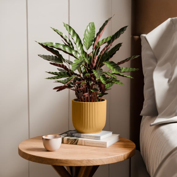 Click to view product details and reviews for Calathea Rufibarba House Plant In Elho Vibes Pot.