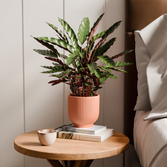Calathea Rufibarba House Plant in Ribbed Ceramic Pot