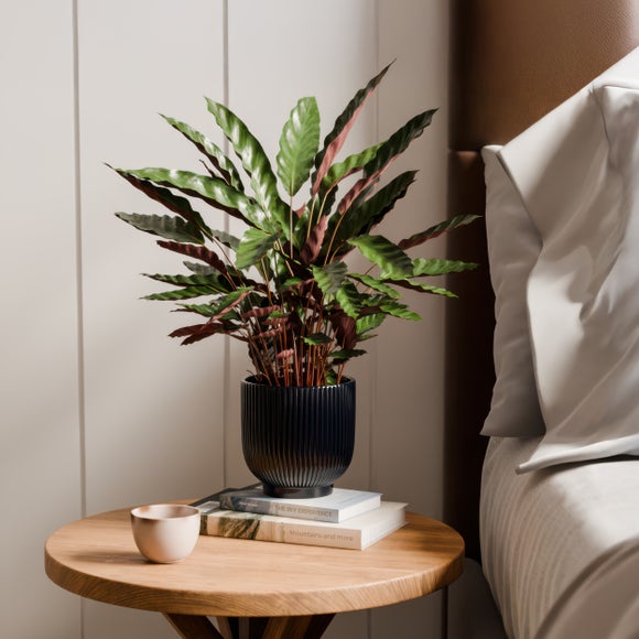Click to view product details and reviews for Calathea Rufibarba House Plant In Ribbed Ceramic Pot.