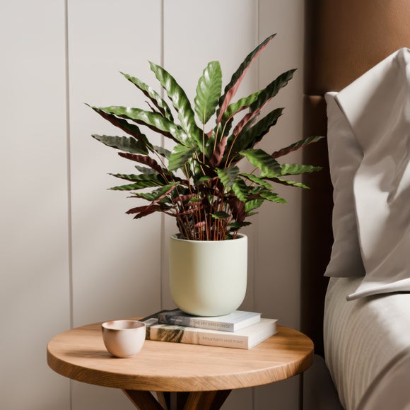 Click to view product details and reviews for Calathea Rufibarba House Plant In Earthenware Pot.