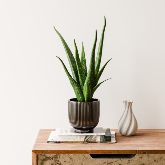 View Aloe Vera House Plant In Ribbed Ceramic Pot View Aloe Vera House Plant In Ribbed Ceramic Pot