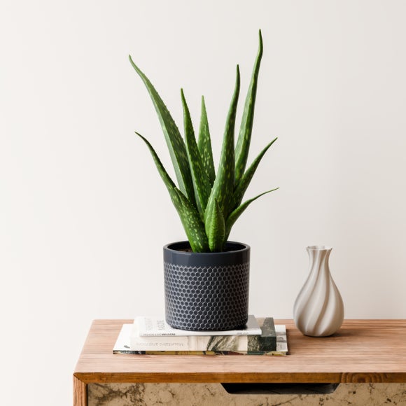 Aloe Vera House Plant in Capri Pot
