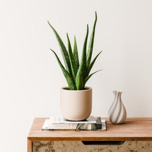 Aloe Vera House Plant In Earthenware Pot