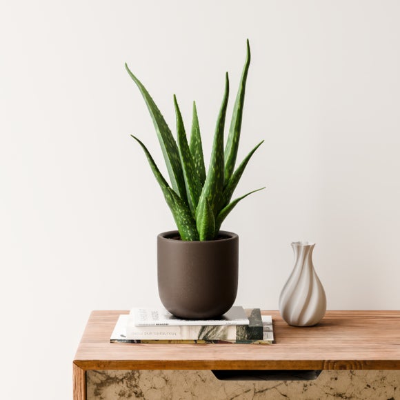 Aloe Vera House Plant in Earthenware Pot