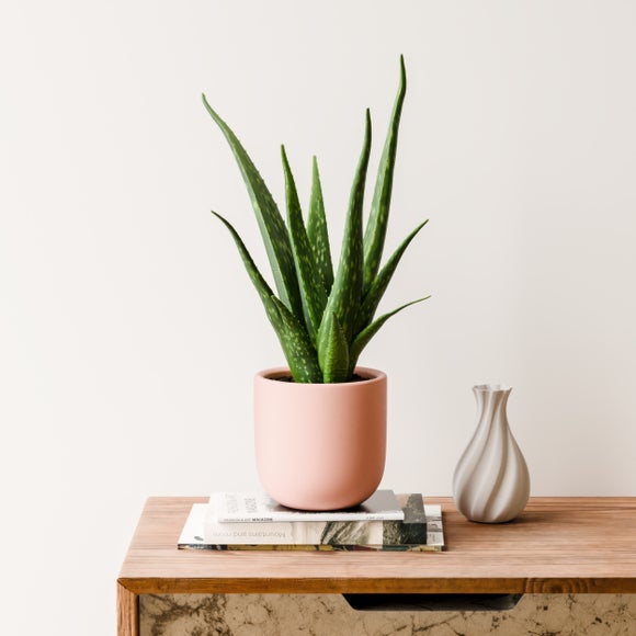Aloe Vera House Plant in Earthenware Pot