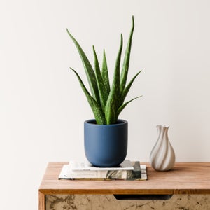 Aloe Vera House Plant In Earthenware Pot
