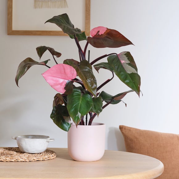 Philodendron Pink Princess House Plant in Earthenware Pot