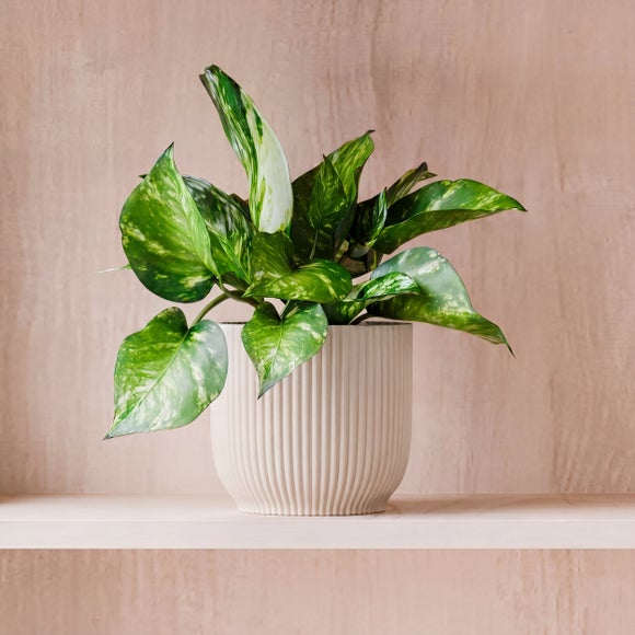 Marble Queen Pothos House Plant in Elho Pot