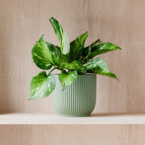 Marble Queen Pothos House Plant In Elho Pot