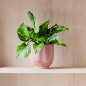 Marble Queen Pothos House Plant In Ribbed Ceramic Pot