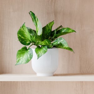Marble Queen Pothos House Plant In Ribbed Ceramic Pot