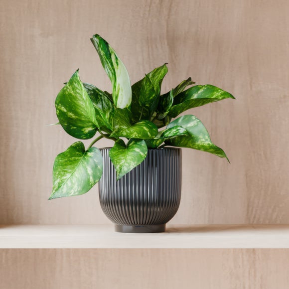 View Marble Queen Pothos House Plant In Ribbed Ceramic Pot View Marble Queen Pothos House Plant In Ribbed Ceramic Pot