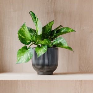 Marble Queen Pothos House Plant In Ribbed Ceramic Pot