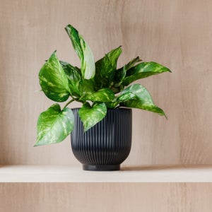 Marble Queen Pothos House Plant In Ribbed Ceramic Pot
