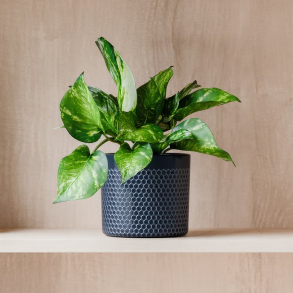 Marble Queen Pothos House Plant in Capri Pot