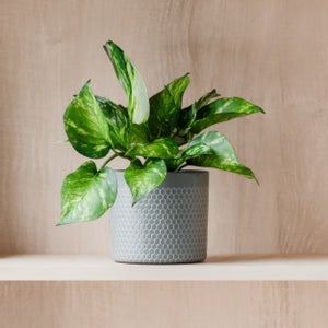 Marble Queen Pothos House Plant In Capri Pot