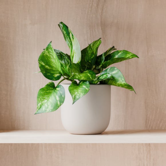 View Marble Queen Pothos House Plant In Earthenware Pot View Marble Queen Pothos House Plant In Earthenware Pot