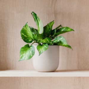 Marble Queen Pothos House Plant In Earthenware Pot