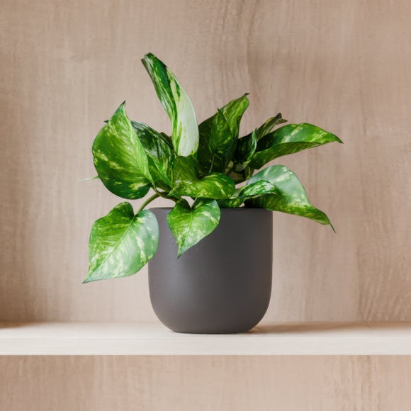 Marble Queen Pothos House Plant in Earthenware Pot