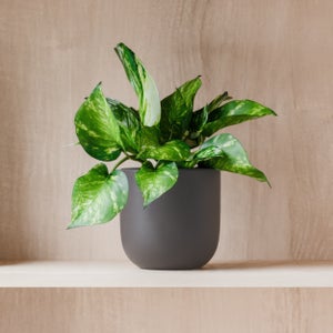 Marble Queen Pothos House Plant In Earthenware Pot