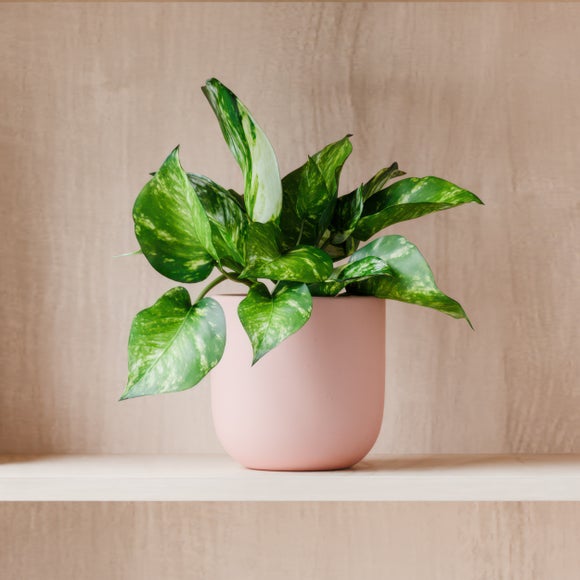 Marble Queen Pothos House Plant in Earthenware Pot