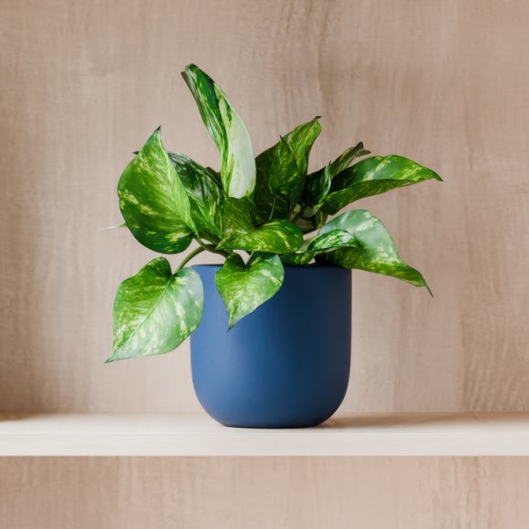 View Marble Queen Pothos House Plant In Earthenware Pot View Marble Queen Pothos House Plant In Earthenware Pot