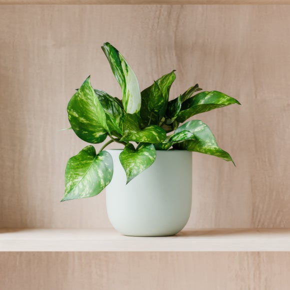 View Marble Queen Pothos House Plant In Earthenware Pot View Marble Queen Pothos House Plant In Earthenware Pot