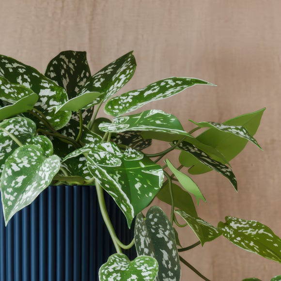 Trailing Satin Pothos House Plant in Elho Pot
