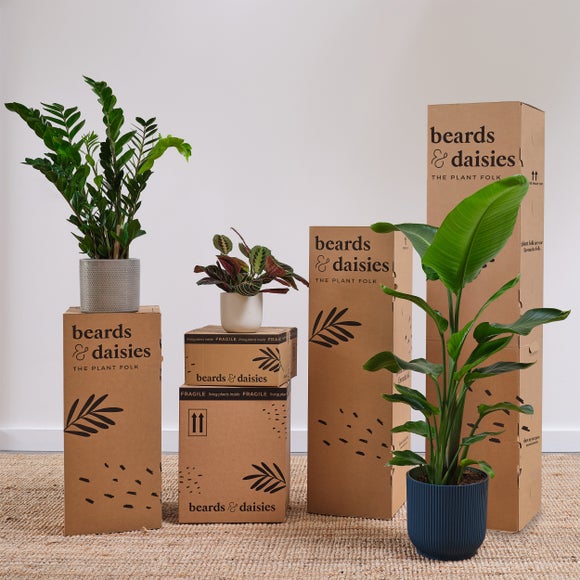 Trailing Satin Pothos House Plant in Elho Pot
