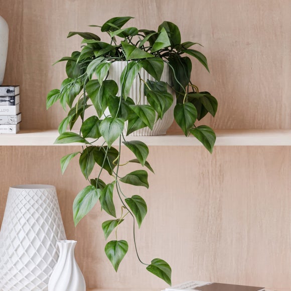 Trailing Philodendron Scandens House Plant in Elho Pot