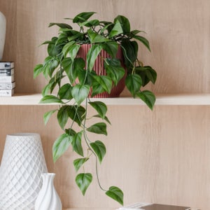 Trailing Philodendron Scandens House Plant In Elho Pot