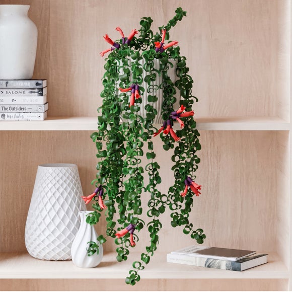 Trailing Aeschynanthus Rasta House Plant in Elho Pot