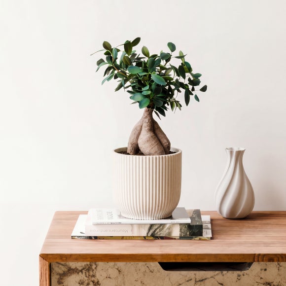Ficus Ginseng House Plant in Elho Vibes Pot