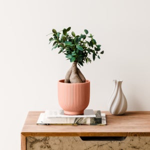 Ficus Ginseng House Plant In Ribbed Ceramic Pot