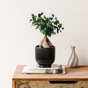 Ficus Ginseng House Plant In Ribbed Ceramic Pot