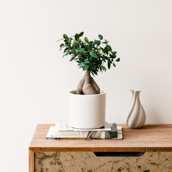 Ficus Ginseng House Plant in Capri Pot