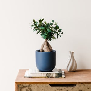Ficus Ginseng House Plant In Earthenware Pot