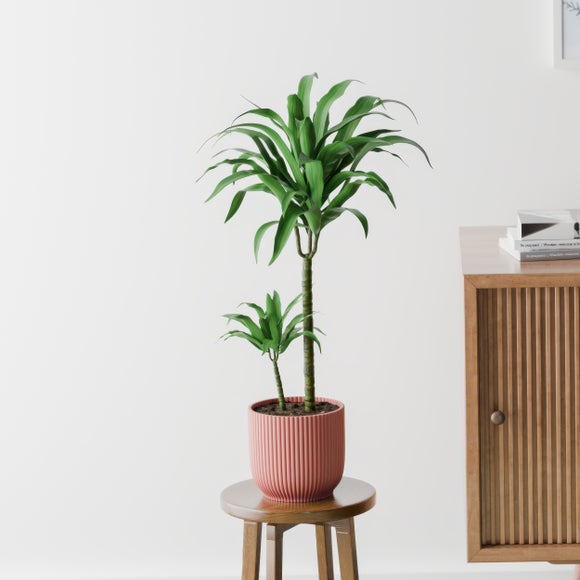 Dracaena Steudneri House Plant in Elho Pot